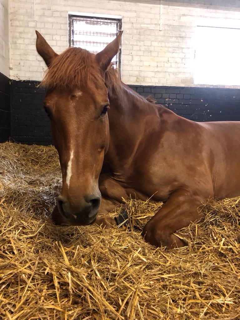 Monday Motivation - stuck in a rider rut? - How Very Horsey